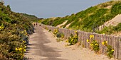 "Frankreich, Somme, Somme-Bucht, Le Hourdel, Die weiße Straße, die für den Verkehr gesperrt war und regelmäßig verschlammte, ist jetzt zu einem Radweg umgebaut worden; zu Beginn des Sommers säumen viele Wildblumen den Weg"