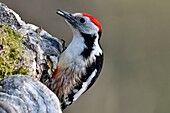 Frankreich, Doubs, Vogel, Specht (Dendrocopos medius) bei der Nahrungssuche an einem alten Baumstamm