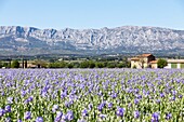 France, Bouches du Rhône, Pays d'Aix, Grand Site Sainte-Victoire, Trets, Iris fields of Dalmatian (iris pallida) facing Sainte-Victoire mountain\n