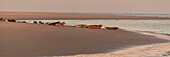 France, Somme, Bay of the Somme, Le Hourdel, common seals on a sandbar\n