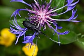 Frankreich, Haute-Saone, Champagney, Garten, Cerambyx scopolii auf Centaurea montana Blüte