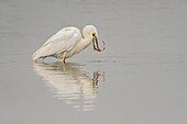 France, Somme, Baie de Somme, Le Crotoy, Crotoy Marsh, Great Egret (Ardea alba - Great Egret) fishing catching a fish\n