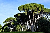 Frankreich, Var, Esterel-Massiv, Vegetation, Kiefern auf einem Golfplatz
