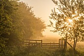 France, Somme, Somme Bay, between Saint Valery sur Somme and Noyelles sur mer, a grazing entrance and its wooden gate while the mist has invaded the polders\n