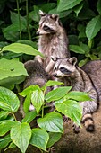 France, Caribbean, Lesser Antilles, Guadeloupe, Basse-Terre, Bouillante, Parc des Mamelles (Guadeloupe Zoo), group of raccoons (Procyon lotor Linnaeus)\n