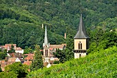 France, Haut Rhin, the Alsace Wine Route, Ribeauville and it's wineyard\n