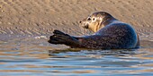 Frankreich, Pas de Calais, Opalküste, Berck sur Mer, Seehund (Phoca vitulina), Seehunde sind heute eine der wichtigsten touristischen Attraktionen der Somme-Bucht und der Opalküste