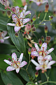 Toad lily (Tricyrtis), portrait