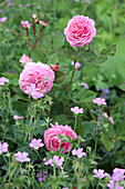 Rose 'Louise Odier' (Rosa) mit Storchschnabel