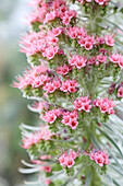 Wild Pret's viper's bugloss (Taginaste rojo), portrait