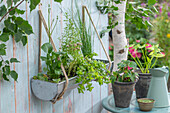 Pfeilkraut (Sagittaria), großes Fettblatt (Sedum) und Gräser in Blumenkasten an Wand hängend