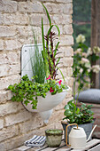 Gauklerblume, großes Fettblatt (Sedum), und Rosa Papageienblatt in altem Waschbecken auf der Terrasse eingepflanzt