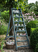 Ladder with teacup display in the summer garden