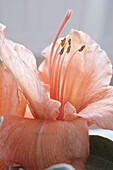 Apricotfarbene Amaryllis