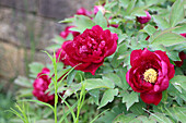 Strauchpfingstrose (Paeonia), blühend im Beet