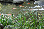 Koi fish in a garden pond