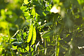 Pea pods on the plant