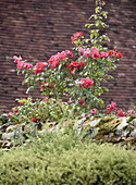Strauchrose (Rosa) blüht vor einer Ziegelmauer