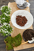 Planting white bellflowers in a pedestal bowl