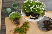 Etagere planted with white campanula