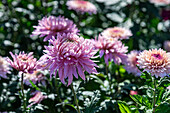 Sunny day in autumnal garden with Chrysanthemums flowers