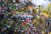 Blaue Berberitzenfrüchte (Berberis) am Strauch im herbstlichen Garten