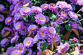 Autumnal background with variety of purple Chrysanthemums flowers in the garden