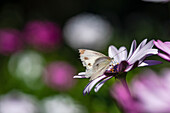 Close up of african daisy flowers with butterfly in the garden