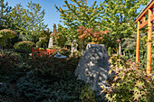 Japanischer Garten mit Japanischer Ahorn (Acer japonicum) im Herbst