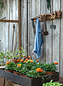 Gartenarbeitsplatz mit Ringelblumen in Töpfen und Werkzeugen an Holzwand