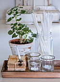 Tray with plant in clay pot, candles and lanterns