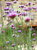 Bumblebee on Argentine verbena (Verbena bonariensis)