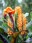 Orange Indian flower reed (Canna indica) in the garden