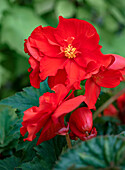 Tuberous begonia (Begonia tuberhybrida) with bright red flowers in the garden