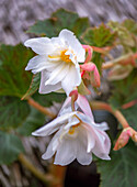 Begonia (Begonia) with white flowers in the garden