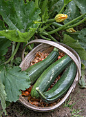 Freshly harvested courgettes and onions in a wicker basket