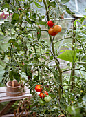 Tomato plant with ripe tomatoes in the greenhouse