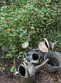 Zinc watering cans and buckets in a blooming summer garden