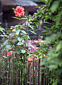 Red dahlia in rural garden behind wooden fence