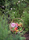 Basket with flowers and zucchini in the garden