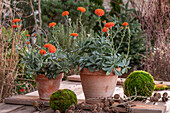 Senecio cephalophorus; 'Orange Flame';