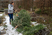 alten Christbaum, Nordmanntanne zerlegen und die Zweige zum Abdecken gegen starke Fröste im Januar oder Februar verwenden