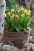 Narzisse 'Tete a Tete' (Narcissus) in Blumentopf auf Holzstoß