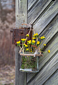 Winterlinge (Eranthis) in Glastopf an alter Scheunentür hängend