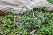 Harvesting lamb's lettuce