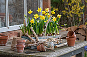 Narzissen (Narcissus) 'Tete a Tete', Traubenhyazinthe (Muscari) 'White Magic' in Blumenkasten auf Terrassentisch