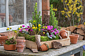 Frühlingsalpenveilchen (Cyclamen purpurascens), Winterlinge (Eranthis), Zuckerhutfichte 'Conica' in Töpfen und in Holzkiste auf der Terrasse
