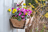 Frühlingsalpenveilchen (Cyclamen) und Winterlinge (Eranthis) in Blumenkasten an der Hauswand
