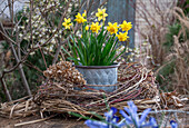 Daffodil;Tete a Tete Boucle'; wreath of hydrangeas; dried grasses and cornus