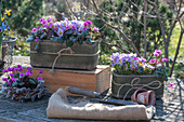 Frühlingsalpenveilchen (Cyclamen) und Krokus 'Vanguard' (Crocus) in Blumenkästen auf der Terrasse